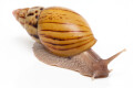 Lissachatina zanzibarica typ 3 semiadult, 7cm